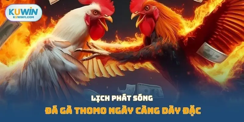 Lịch phát sóng đá gà Thomo ngày càng dày đặc